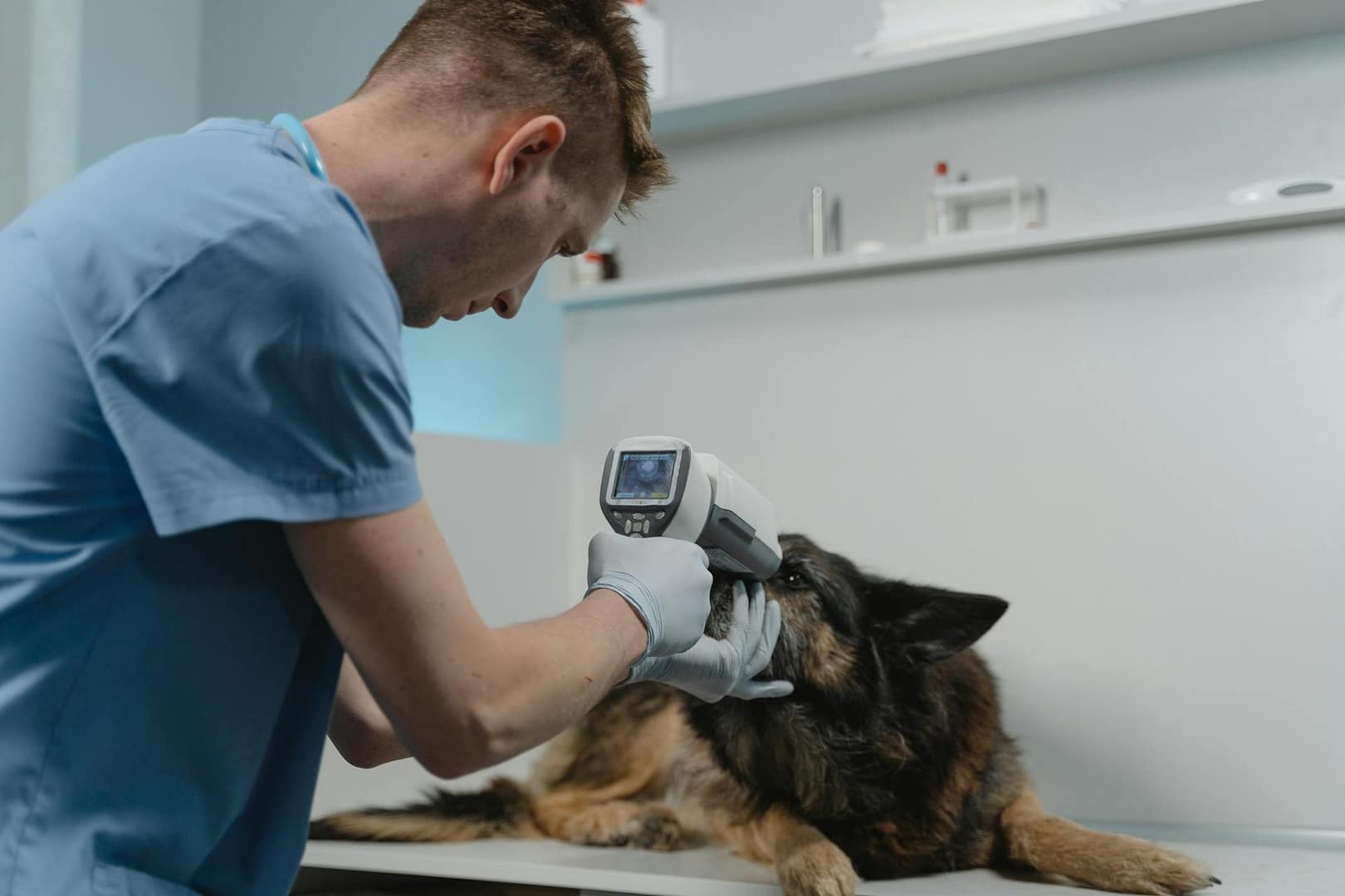 A veterinarian examines a dog using a digital thermometer during a wellness exam