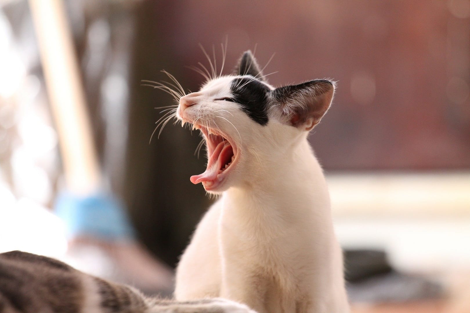 A relaxed cat yawns on a couch