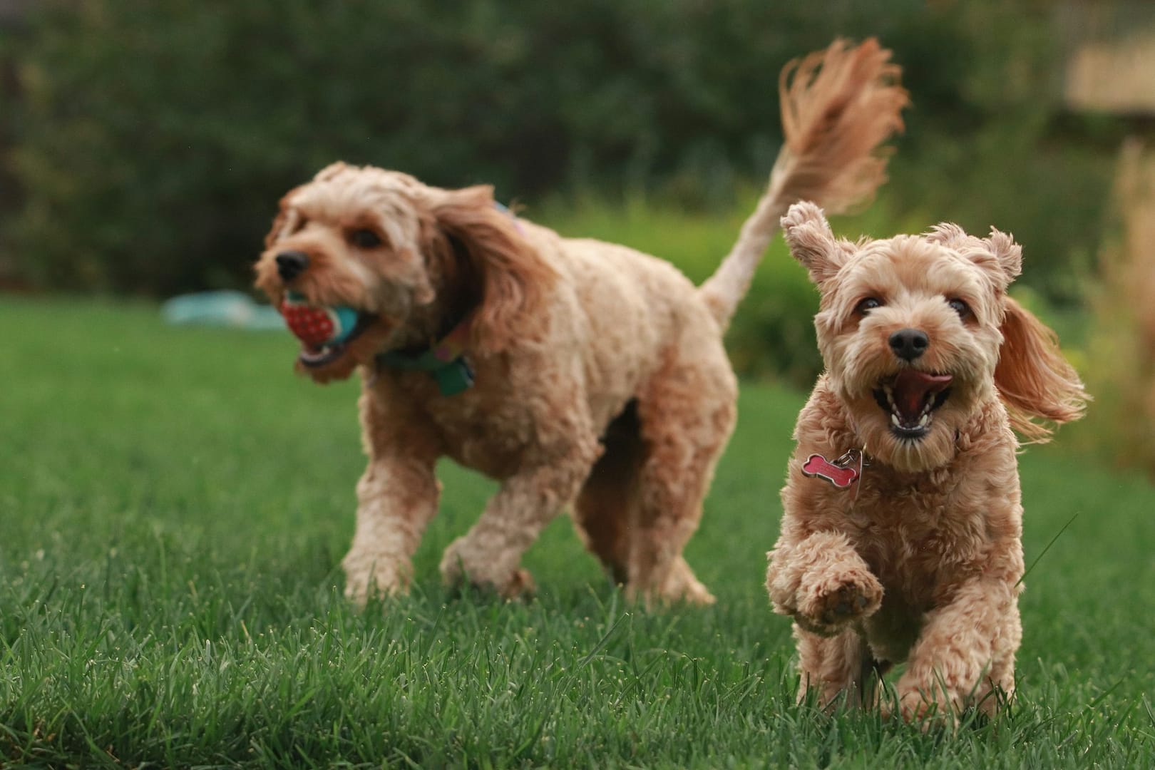 Two playful dogs sprinting across a grassy field