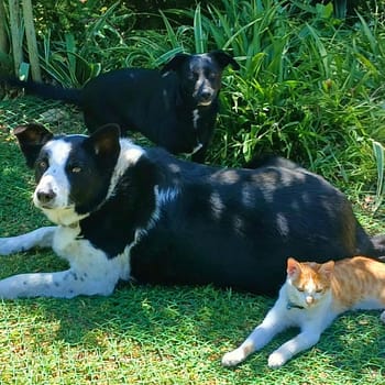 Two dogs and a cat lounging together on green grass under a clear blue sky.