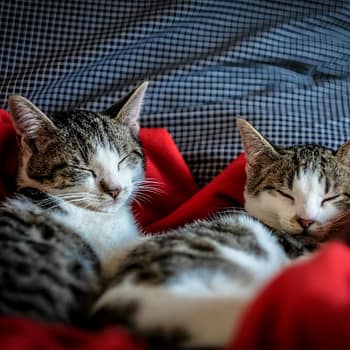 Two cats peacefully sleeping on a vibrant red blanket, curled up together in a cozy position.