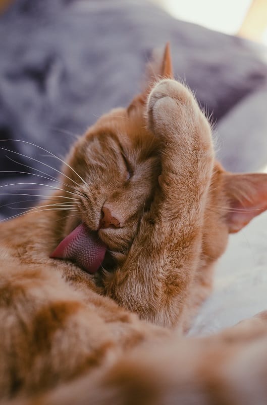 A relaxed orange cat licking her body rests on a bed