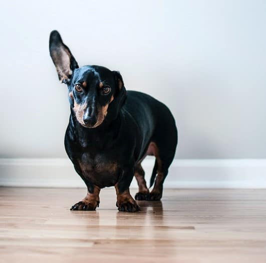 A black and tan dog poses on a hardwood floor, representing care for bone disease