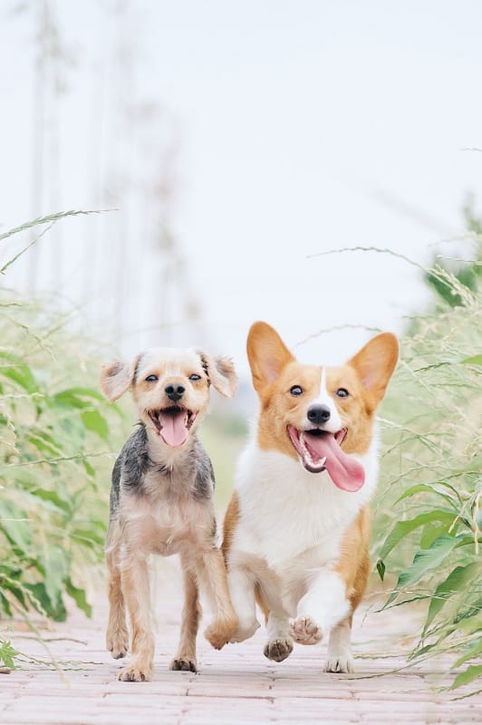 Two dogs joyfully running along a grassy path