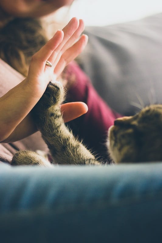 A woman gently pets a cat while seated on a couch