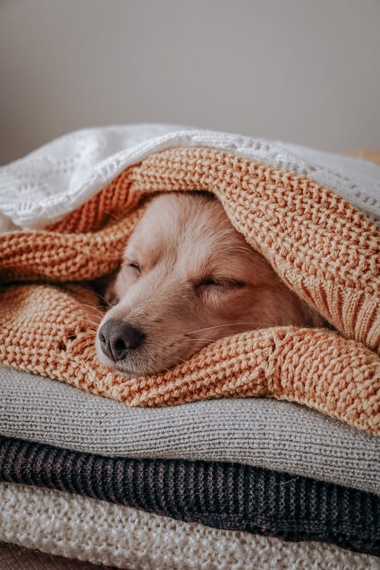 A relaxed dog napping on a cozy stack of blankets