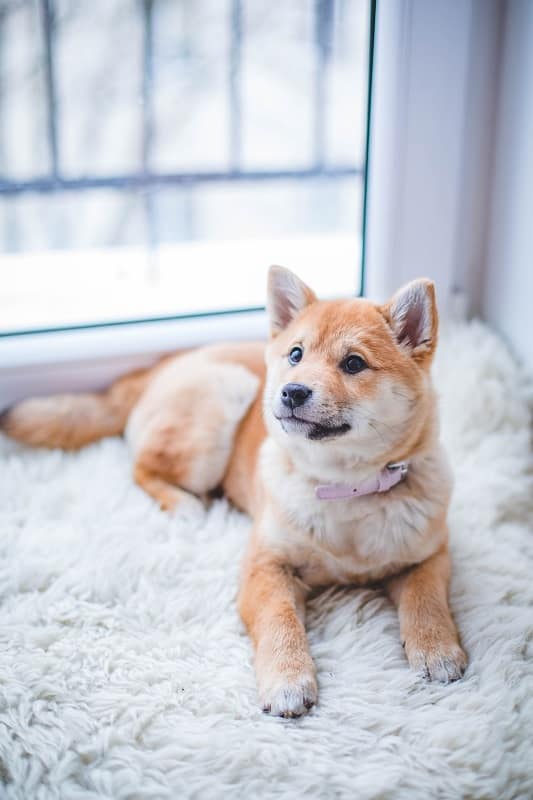A cute dog sits on a white rug by a window