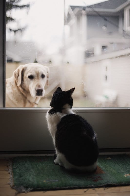 A cat and dog peering out a door