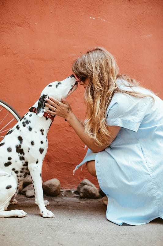 A woman kneels beside a Dalmatian dog, showcasing a moment of care and companionship.