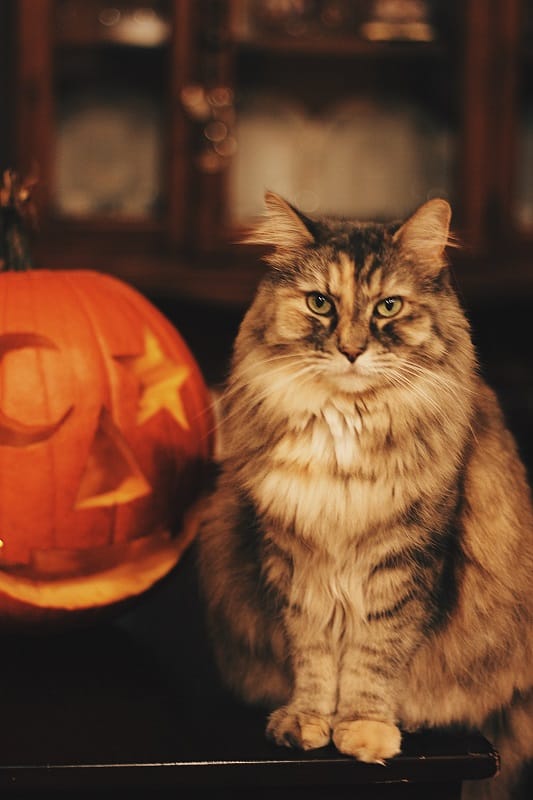 A cat sits beside a pumpkin, showcasing a cozy Halloween scene
