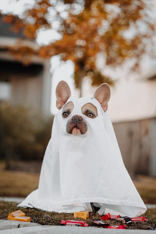 A dog in a ghost costume sits on the ground, showcasing Halloween festival