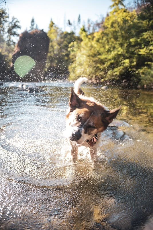 A dog wades in the water, showcasing a playful moment in nature.