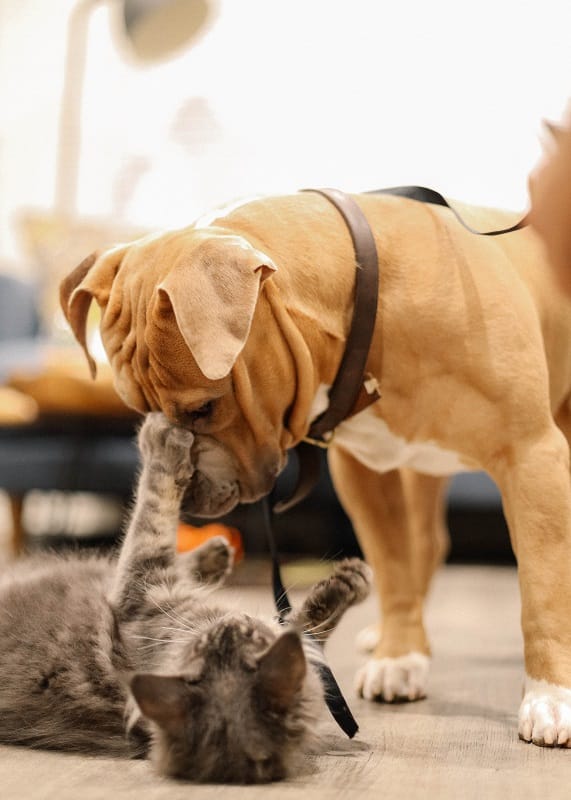 A dog and a cat play together joyfully