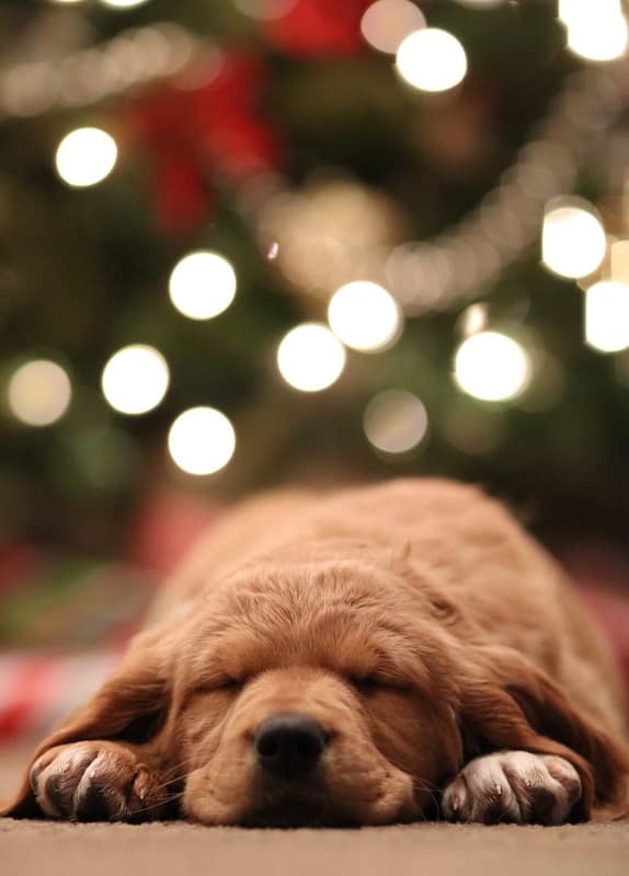 A puppy peacefully sleeping on the floor in front of a decorated tree