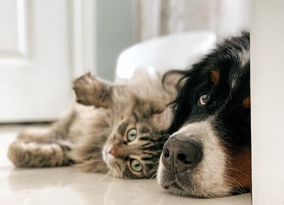 A dog and cat peacefully lying on the floor at Belle Isle Animal Hospital