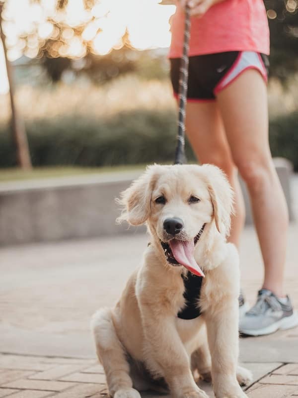 A woman walks a golden retriever puppy outside