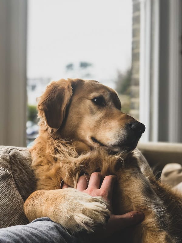 A golden retriever sits comfortably on a person's lap