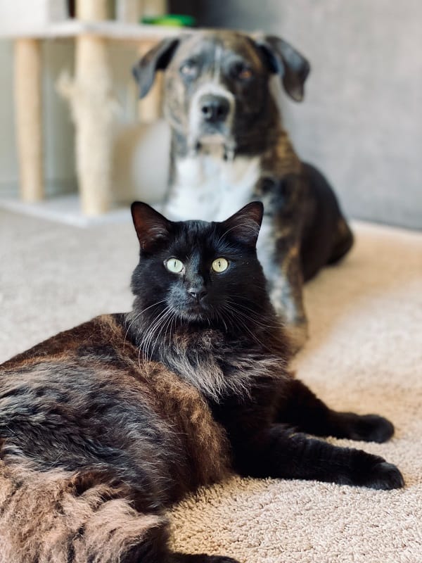 A cat sit on the floor in front of a dog