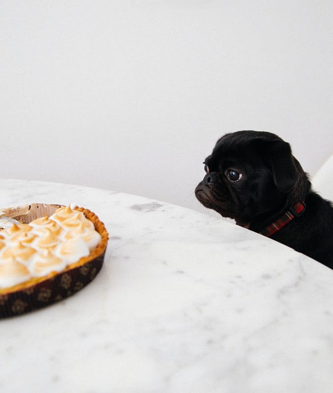 A dog looking at a pie on table