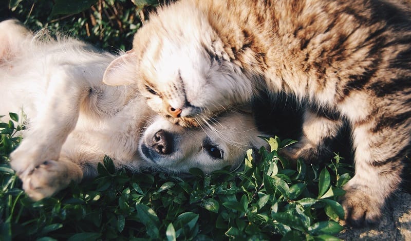 A cat and dog peacefully lying on the grass