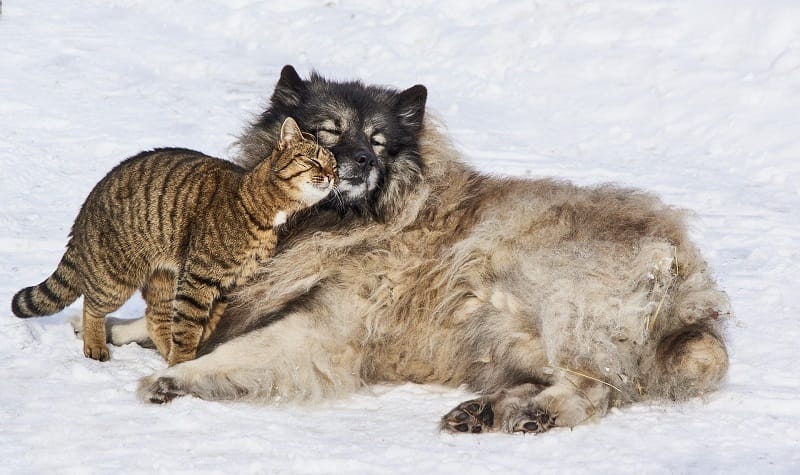 A cat and dog play joyfully in the snow