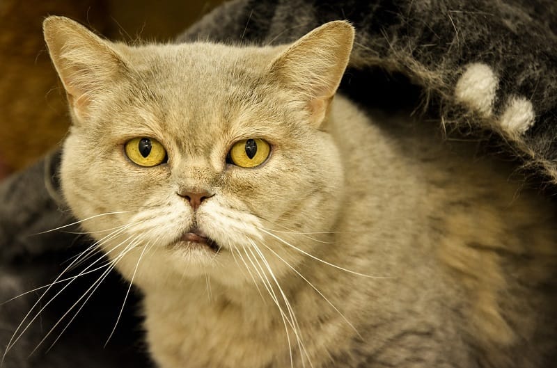 A golden cat with yellow eyes sits comfortably under a blanket