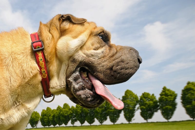 A large dog enjoying the nature