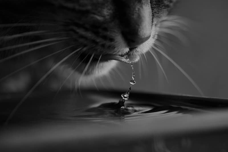 Black and white photo of a cat drinking water