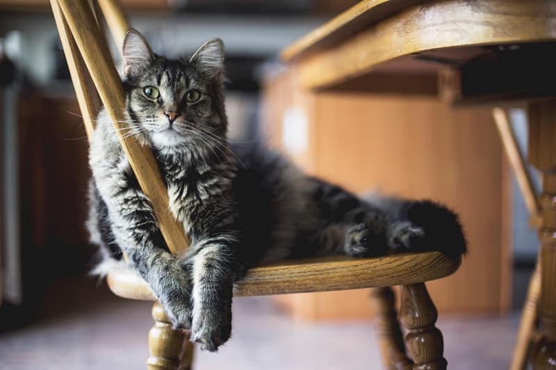 A cat sitting on a wooden chair looking curiously at the camera.