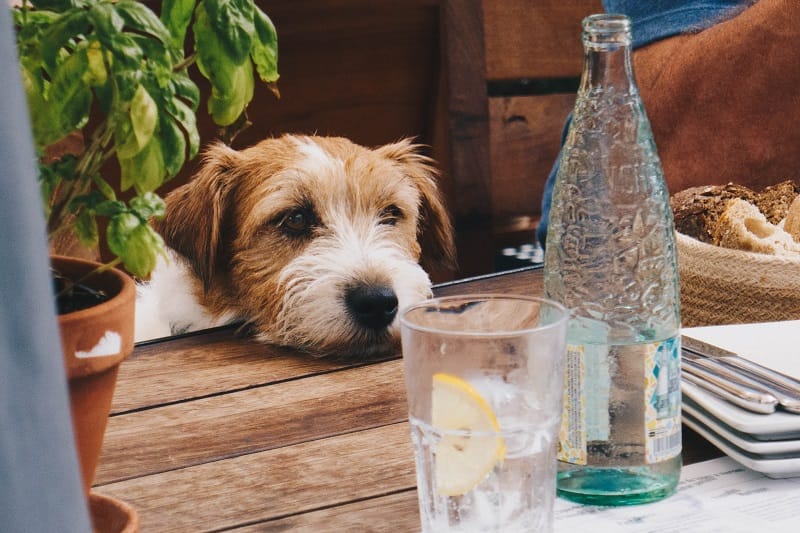 A dog sitting at a table with a bottle of water during summer season