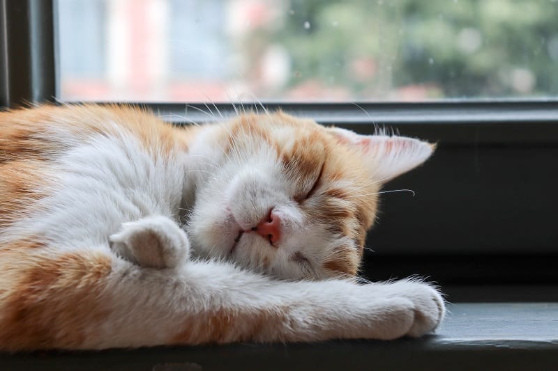 An orange and white cat peacefully sleeping on a window sill