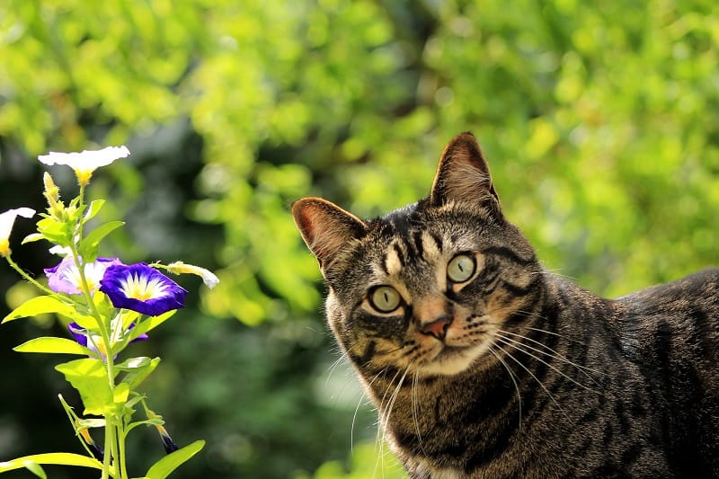 A cat stands among purple flowers