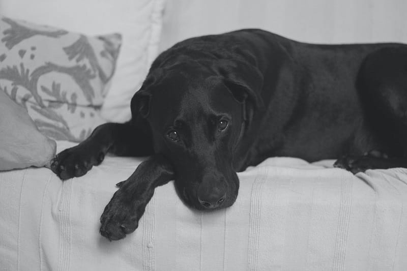 A black dog resting comfortably on a couch at Belle Isle Animal Hospital
