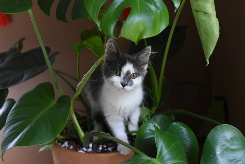 A playful kitten stands in a potted plant, surrounded by green leaves