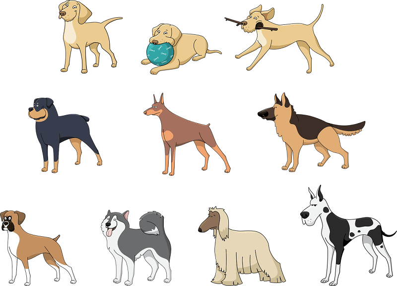 Graphics of Different type of dog Breeds