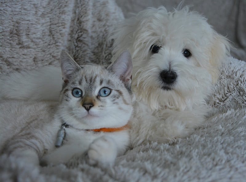 A white dog and a cat peacefully lying together on a blanket at Belle Isle Animal Hospital