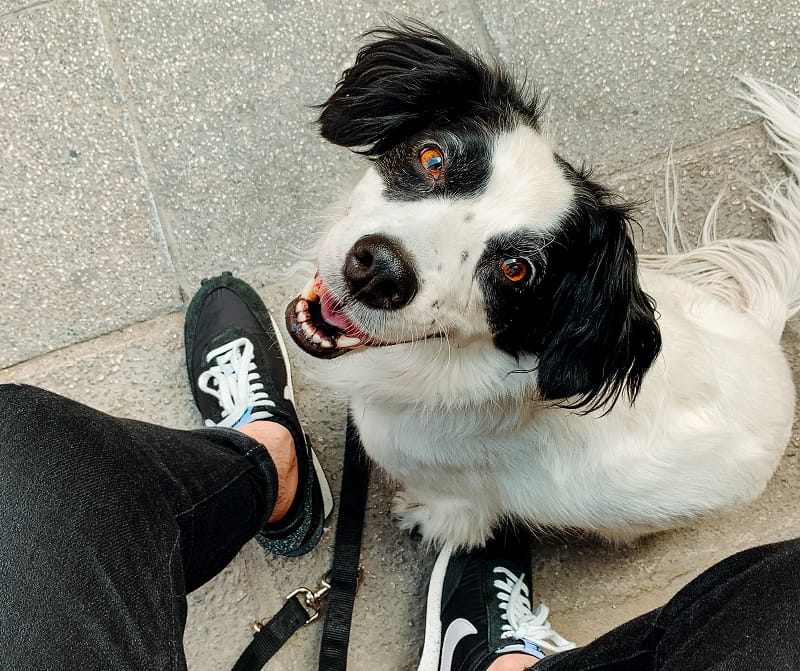 A dog comfortably sitting around a person's feet