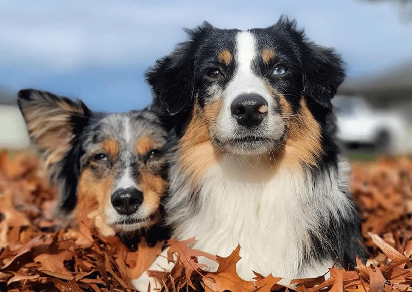 Human Food Safety for Pets: What's Safe and Unsafe for Dogs and Cats to ...